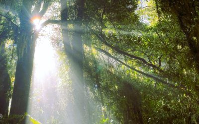 Conclusiones de la COP28: Acuerdo mundial por las renovables y la sostenibilidad